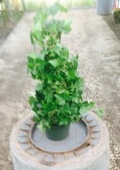 6" Topiary Tree (Solid Cone) Ivy